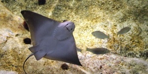 Biodiversarium aquarium Banyuls-sur-Mer