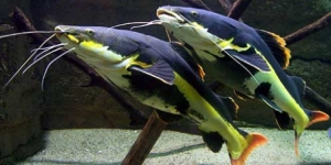 Aquarium des tropiques
