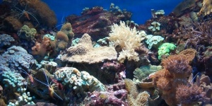 Aquarium Marin du Cap d