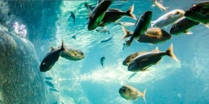 Aquarium Marin de Trégastel