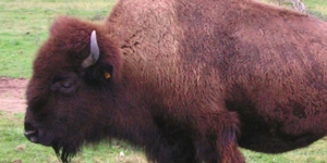 Les Bisons des Monts de la Madeleine