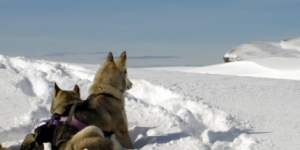 Chiens de Traîneau La Draye Blanche