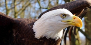 Le bois des Aigles