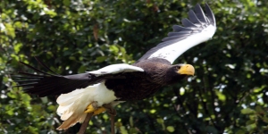 Les aigles du Léman