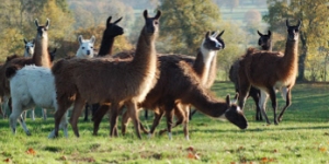 Les Lamas du Tilloux