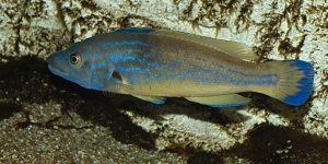 Marinarium de Concarneau