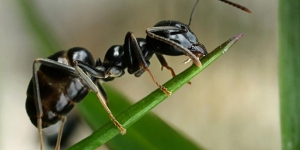 Micropolis, la cité des insectes