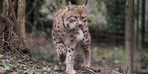 Parc animalier Château de Moidière