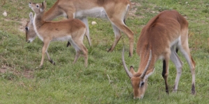 Parc animalier d’Auvergne