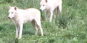 Parc animalier de Sainte-Croix