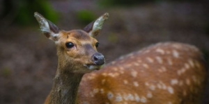 Parc animalier de Fougerolles Saint Valbert