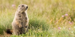 Parc animalier de Courzieu