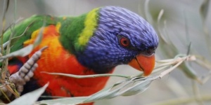Parc des Oiseaux