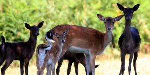 Parc Naturel de Chambaran