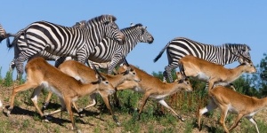Safari de Peaugres