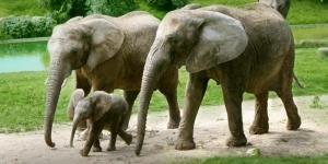 Zoo African Safari