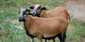 Zoonat Ferme Découverte