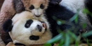 ZooParc de Beauval